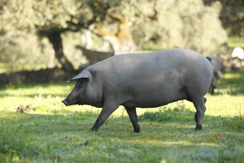 Dieta mediterranea en que consiste