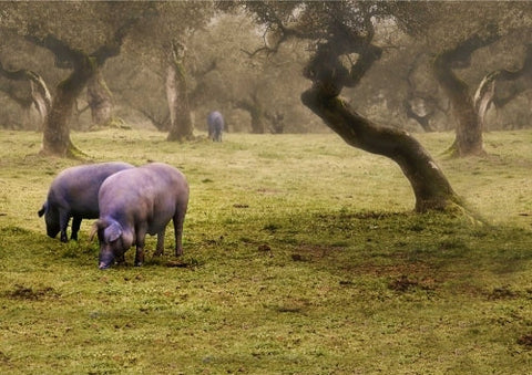 La Importancia de la Alimentación de los Cerdos Ibéricos