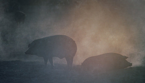 Etiquetas del jamón ibérico por colores