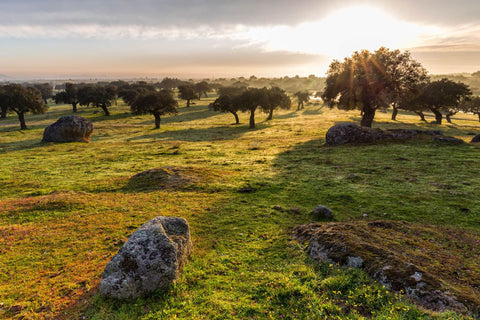 La Dehesa de Extremadura