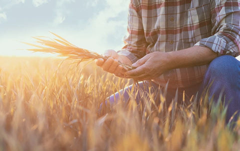 Alimentación del cerdo ibérico