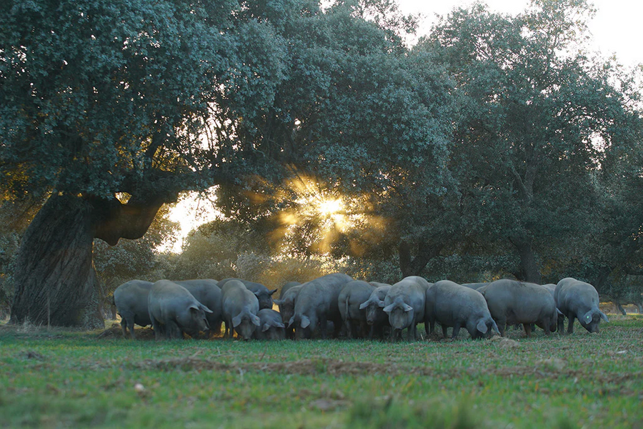 Cerdo ibérico en la dehesa extremeña