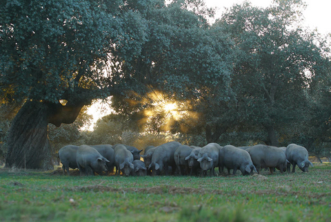 Dehesa de Extremadura