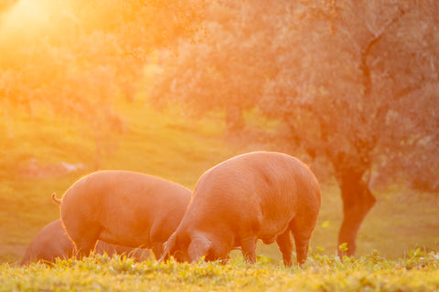 Solomillo García Mimbrero