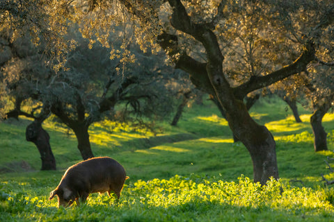 Solomillo García Mimbrero
