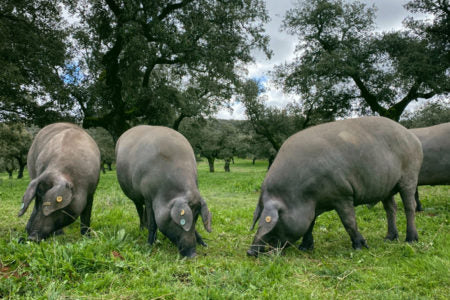 Jamón de Bellota 100% Ibérico